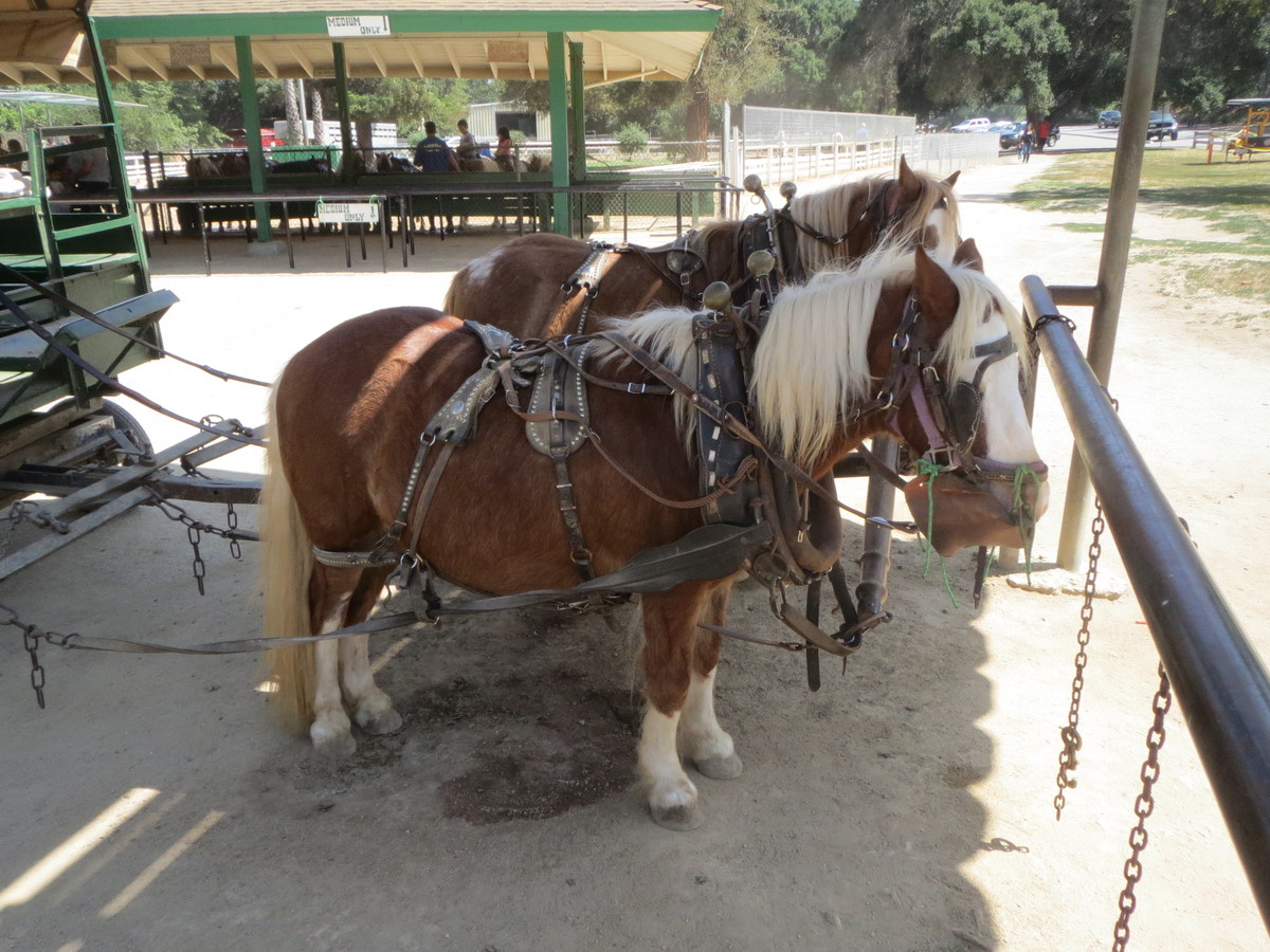 Two ponies hooked up to a carriage at Griffith Park