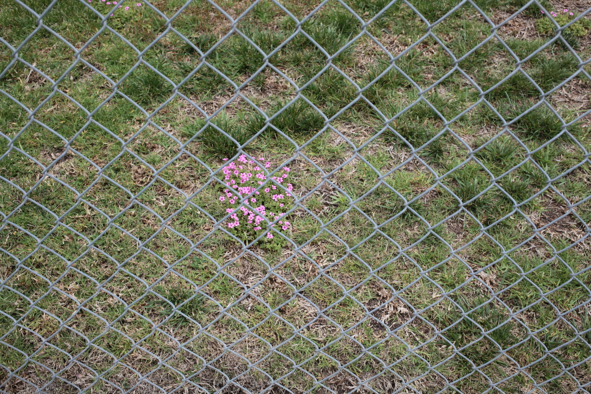 Flowers through chain link fence