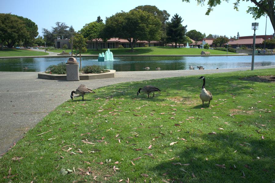 Ducks in front of a fountain with green water at the park